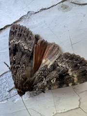 Amphipyra pyramidea