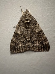 Catocala nupta