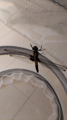 Orthetrum melania melania