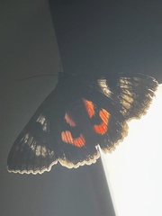 Catocala nupta