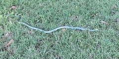 Dendrelaphis punctulatus