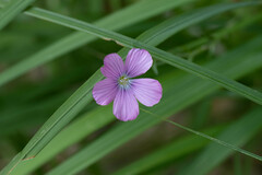 Linum viscosum