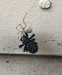 Cryptachaea gigantipes