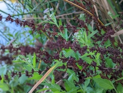 Rumex