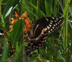 Papilio palamedes