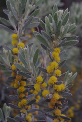 Acacia lanuginophylla