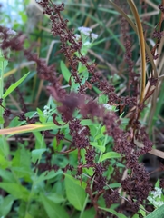 Rumex