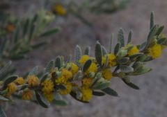 Acacia lanuginophylla