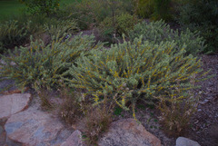 Acacia lanuginophylla