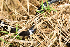 Bungarus multicinctus