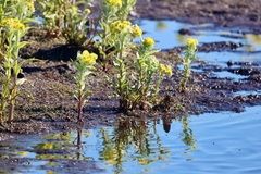 Tephroseris palustris