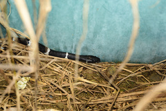 Bungarus multicinctus