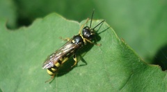 Mellinus arvensis