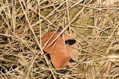 Bungarus multicinctus