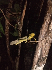 Tropidacris cristata