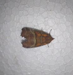Scoliopteryx libatrix