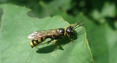 Mellinus arvensis