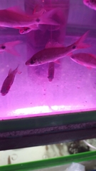 Osteochilus vittatus