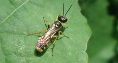 Mellinus arvensis