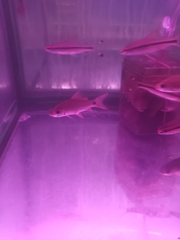 Osteochilus vittatus