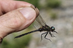 Somatochlora semicircularis