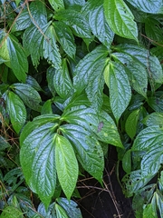 Elatostema platyphyllum