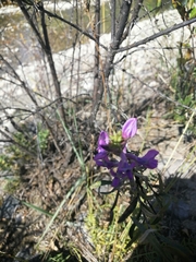 Oxytropis coerulea