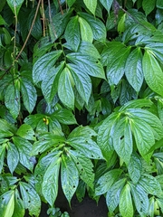 Elatostema platyphyllum