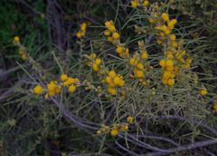 Acacia ashbyae
