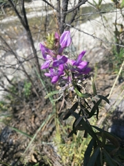 Oxytropis coerulea