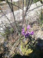 Oxytropis coerulea