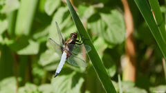 Libellula depressa