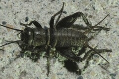 Gryllus campestris
