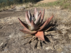 Aloe petricola