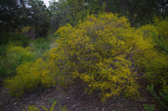 Acacia spathulifolia