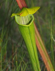 Sarracenia alata