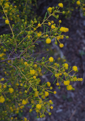 Acacia spathulifolia