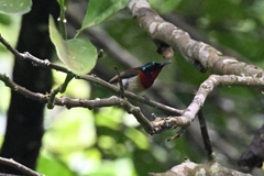 Aethopyga christinae