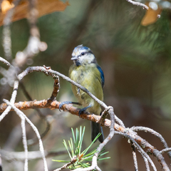 Cyanistes caeruleus