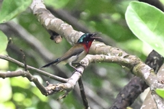 Aethopyga christinae