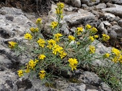 Chrysothamnus viscidiflorus