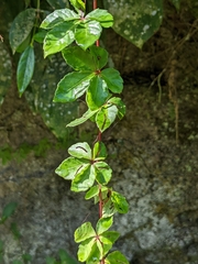 Tetrastigma obtectum