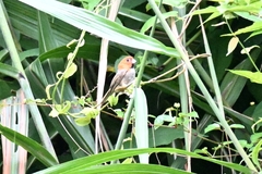 Neosuthora davidiana