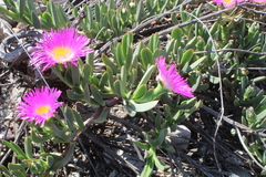 Carpobrotus quadrifidus