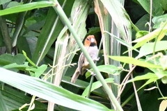 Neosuthora davidiana