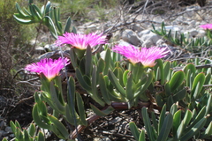 Carpobrotus quadrifidus