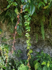 Tetrastigma obtectum