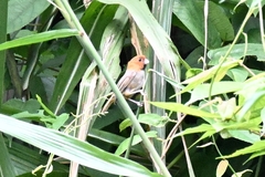 Neosuthora davidiana