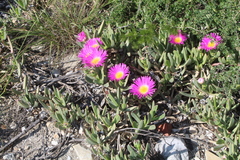 Carpobrotus quadrifidus
