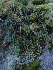 Dendrobium striolatum